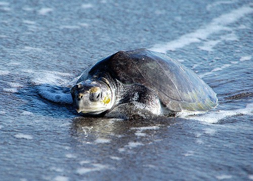 白糠海岸にヒメウミガメ 19 10 29 釧路新聞電子版