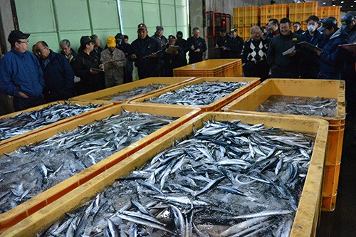 D38サンマ復調の兆し.jpg