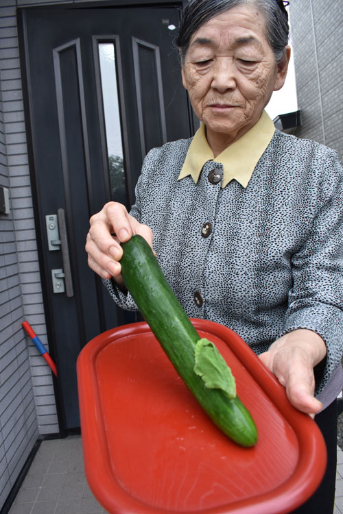 池田さん キュウリ実から葉っぱ 19 08 27 釧路新聞電子版