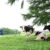 有機飼料認証された８７㌶の草地に放牧される乳牛たち