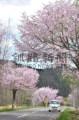 音別の景勝地を選定した音別新八景の一つ、上音別桜並木街道