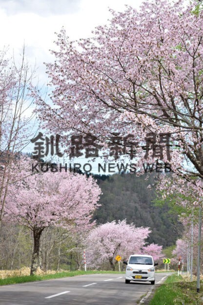 音別の景勝地を選定した音別新八景の一つ、上音別桜並木街道