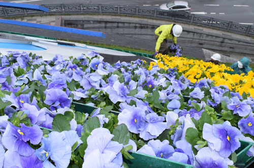 花時計 春の装い 鮮やかなパンジー1300株植え込み(2022-05-14) – 釧路