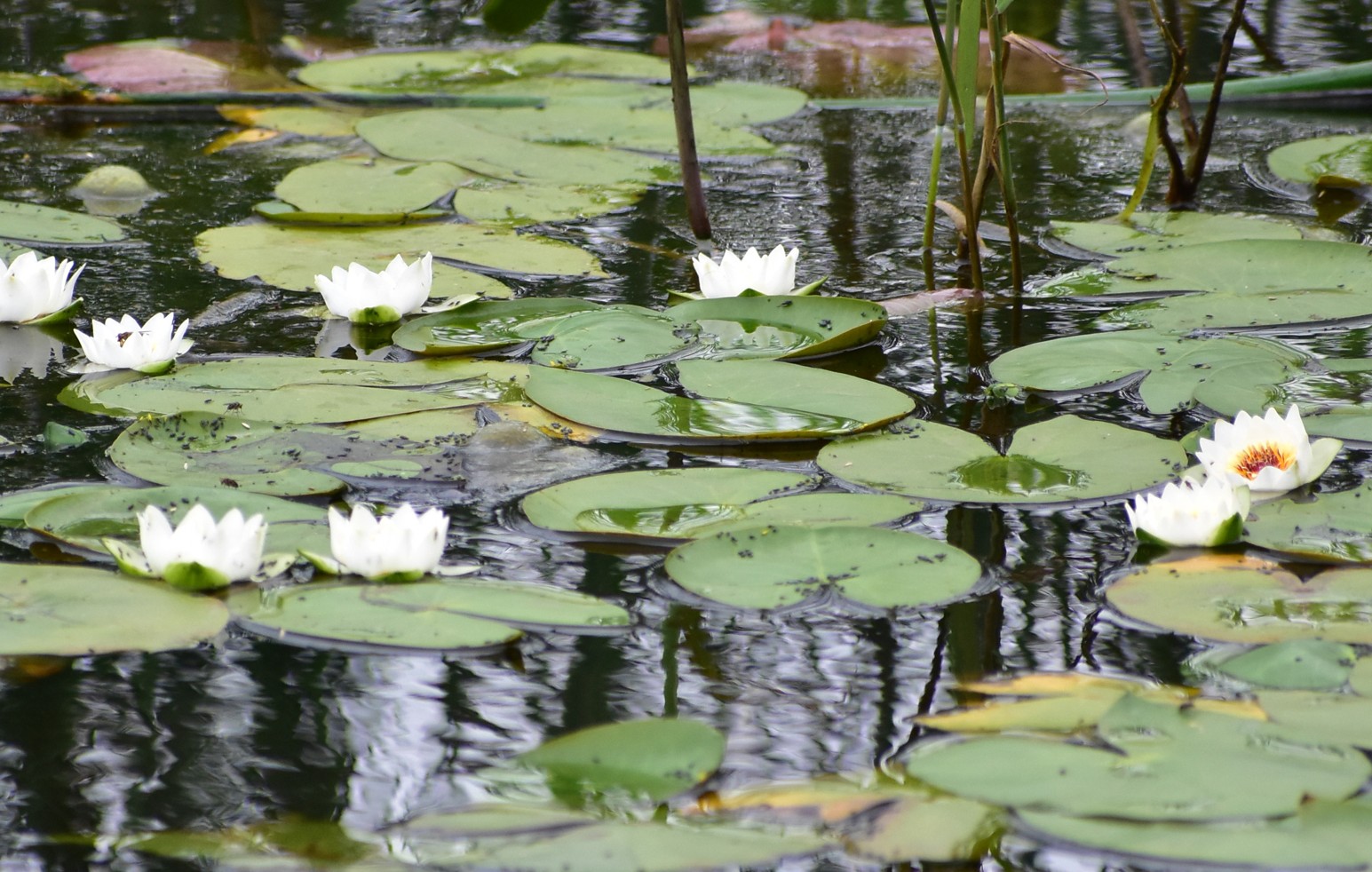 希少種エゾベニヒツジグサの花　水面でかれんに【根室】(2023-08-04)