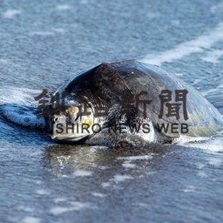 白糠海岸にヒメウミガメ(2019-10-29)