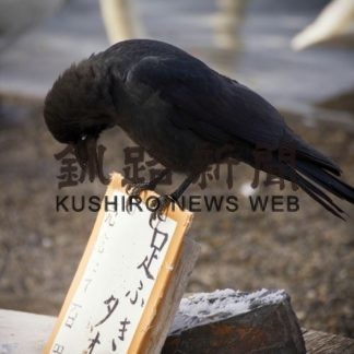 「カラスフォトコンテスト」の表彰式(2019-11-13)_2