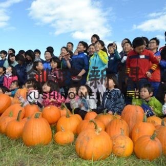 カボチャ４８０個を収穫(2019-10-24)