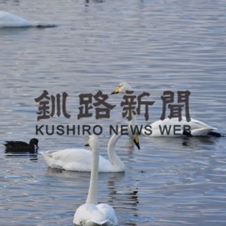 オオハクチョウ３度目調査(2019-11-19)