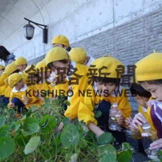 園児、富士見坂のキンレンカ種採り(2019-10-10)