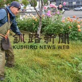 入舟桜街道、除草剤被害(2019-10-09)