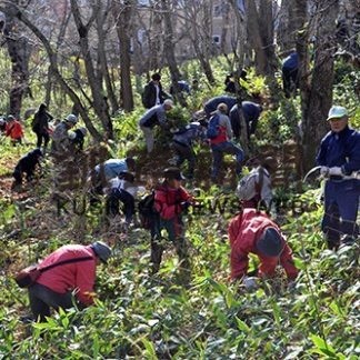 武佐の森ササ刈り(2019-11-05)