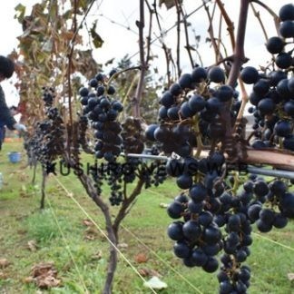 醸造用ブドウ　出来上々(2019-10-23)