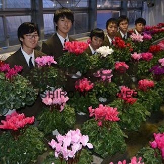 シクラメンを２２０個限定　別海高校(2019-11-03)