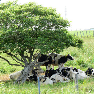 今夏の根室　暑かった(2019-09-07)