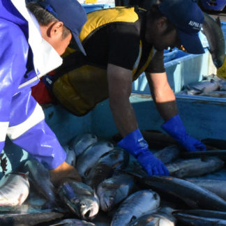 秋サケ漁　本格化(2019-09-05)