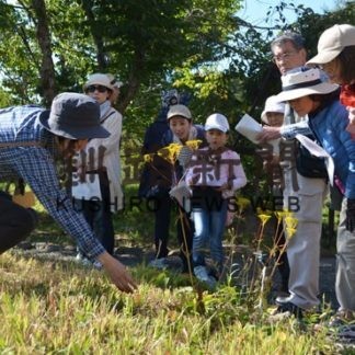 花や木の実観察　春採湖畔を散策　釧路市立博物館(2019-09-22)