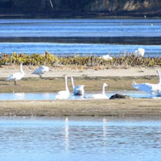 オオハクチョウ1092羽飛来(2019-10-22)