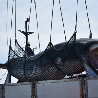 釧路港に４頭水揚げ(2019-09-03)