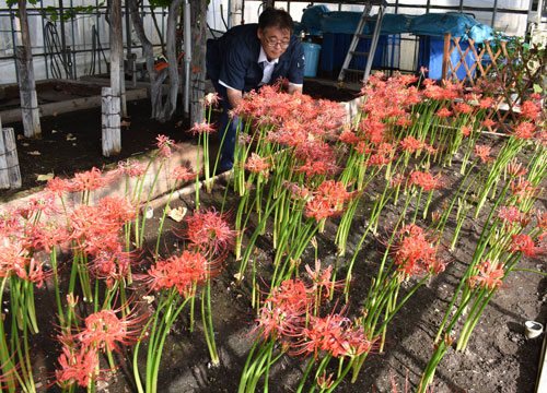 ヒガンバナ彼岸を前に花盛り(2019-09-17)