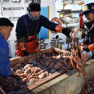 ヤナギダコ初水揚げ 白糠漁港(2019-12-10)