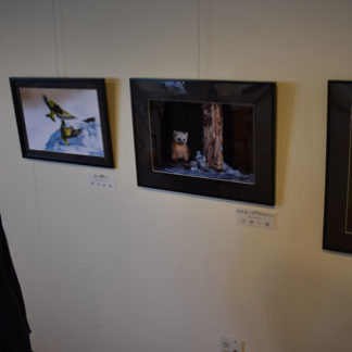 野生動物の表情豊か　はまなす芦野館　(2019-10-22)