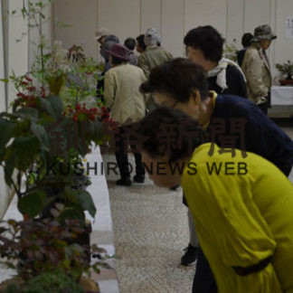 147種類227点展示　山野草(2019-09-15)