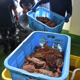 町特産の毛ガニ解禁(2019-09-05)