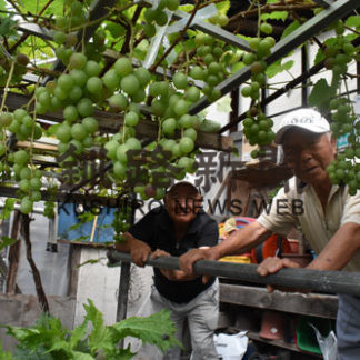 食べ頃ブドウ見つけた(2019-09-19)