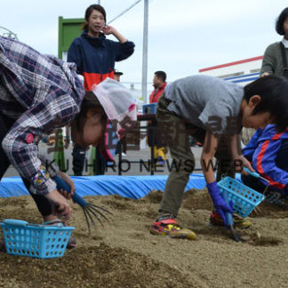 アサリ掘り熱中　あっけし産業感謝祭(2019-09-25)