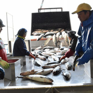 白糠秋サケ漁　厳しい出足(2019-09-07)