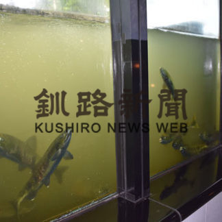 遡上してきたサケ間近に(2019-09-14)