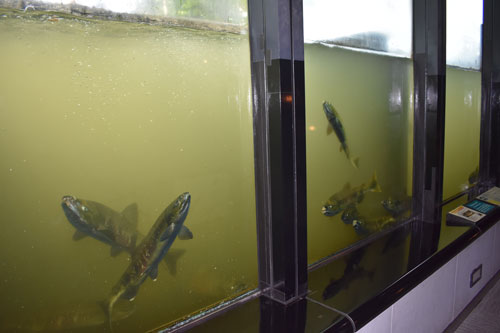 遡上してきたサケ間近に(2019-09-14)