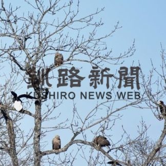 ワシ個体数５６８羽確認　風蓮湖、温根沼周辺調査(2020-01-30)