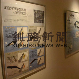 海生哺乳類紹介　楽しくパネルで　来月までクジラ展(2019-07-05)
