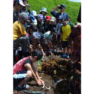 昆布森小　地引き網体験学習(2019-07-05)