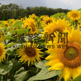 ヒマワリ見ごろ　中標津の夏彩る(2019-08-07)