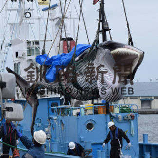 商業捕鯨　３１年ぶり再開(2019-07-02)