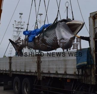 混乱なく順調　商業捕鯨　(2019-07-10)