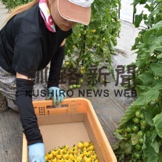 新品種のミニトマト栽培(2019-08-08)