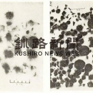 日本マリモ紀行（511）　マリモを育む⑩(2020-01-20)