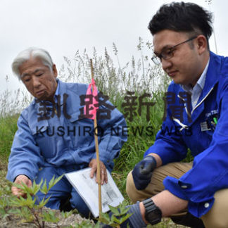 薬草「トウキ」試験栽培(2019-08-17)