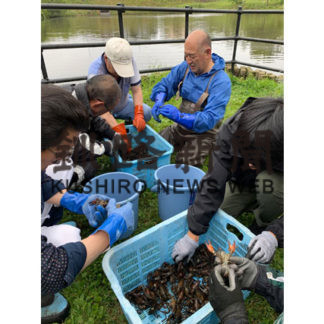 根室ライオンズ　ザリガニ駆除(2019-08-24)