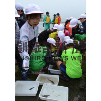 前浜の生物を調査(2019-07-04)