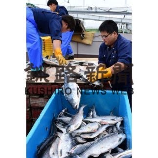 ベニザケ前年の半値以下(2019-07-06)