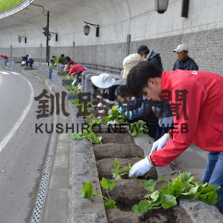 キンレンカ　まちに彩り(2019-07-01)