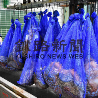 金たこ３㌧出荷　歯舞漁協(2019-08-17)