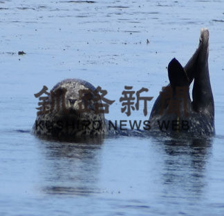 アザラシ観察や自然満喫(2019-08-08)_1