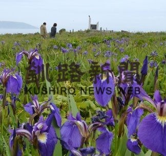 かれんなアヤメ楽しんで 厚岸でまつり開幕(2019-06-30)