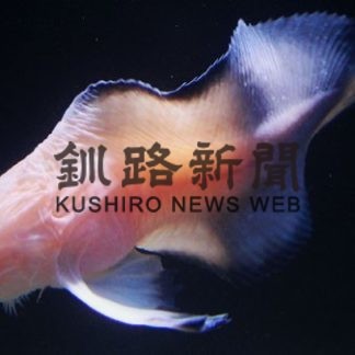 新種の深海魚「オトヒメコンニャクウオ」公表(2020-03-01)①