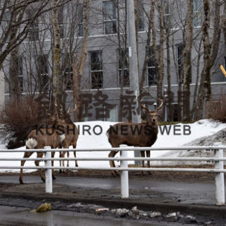 エゾシカ事故 釧路トップ(2019-06-06)